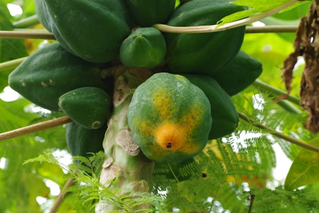 Hawaii Papaya