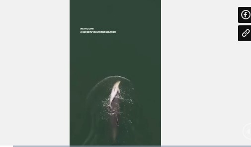 viendongonline.com