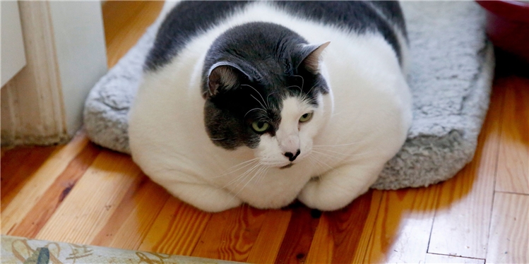 Fat Cat China