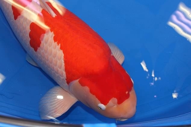 Koi
