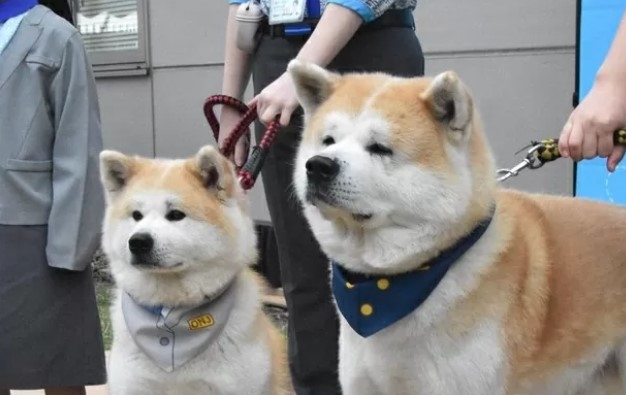 Doge