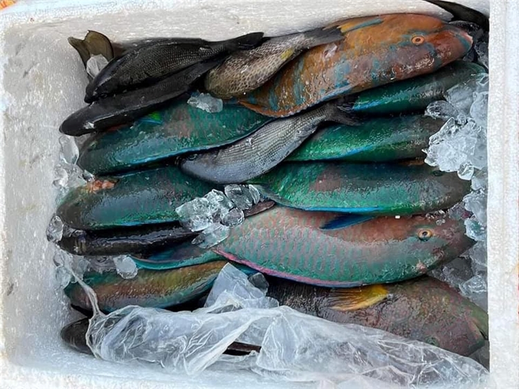 Cá mỏ vẹt Cá mỏ vẹt