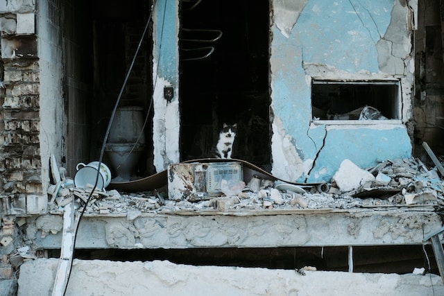 Cat in Ukraine