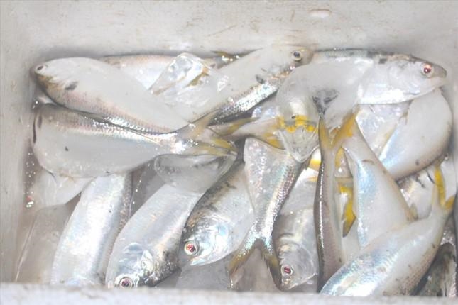 Đánh cá mòi (Tienphong.vn)