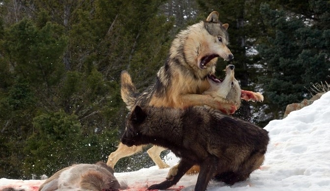 Man vs Wolf