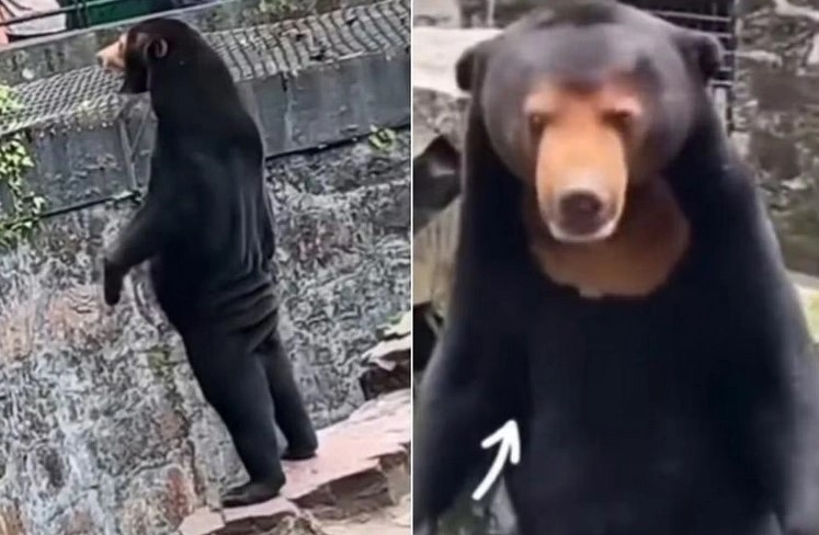 Sở thú ở Trung Quốc đáp trả nghi vấn hình ảnh một con Gấu Đen Bắc Mỹ do ...