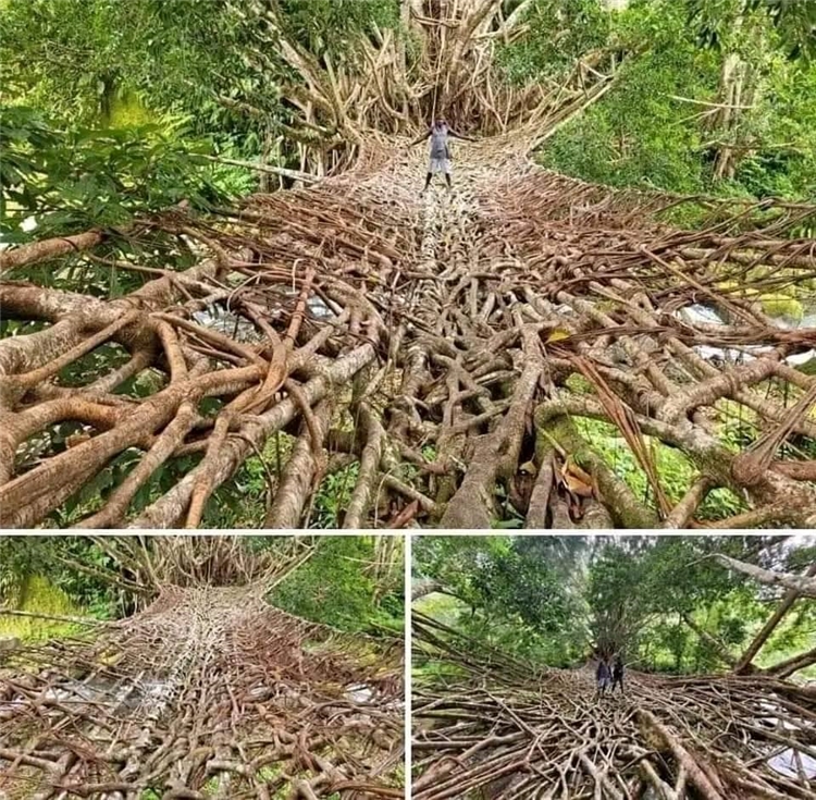 Curated visual reference: Cây Cầu Bằng Rễ Cây Sống Độc Đáo Tại Papua Photo Inspiration