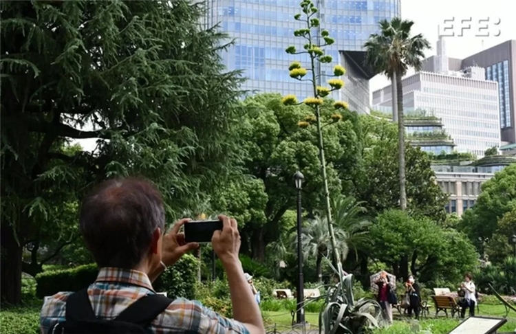 Agave Americaana